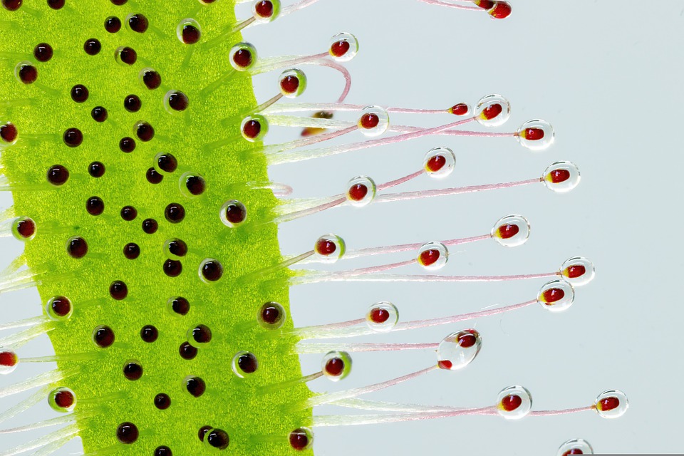 Macro delle trappole adesive della foglia di Drosera capensis